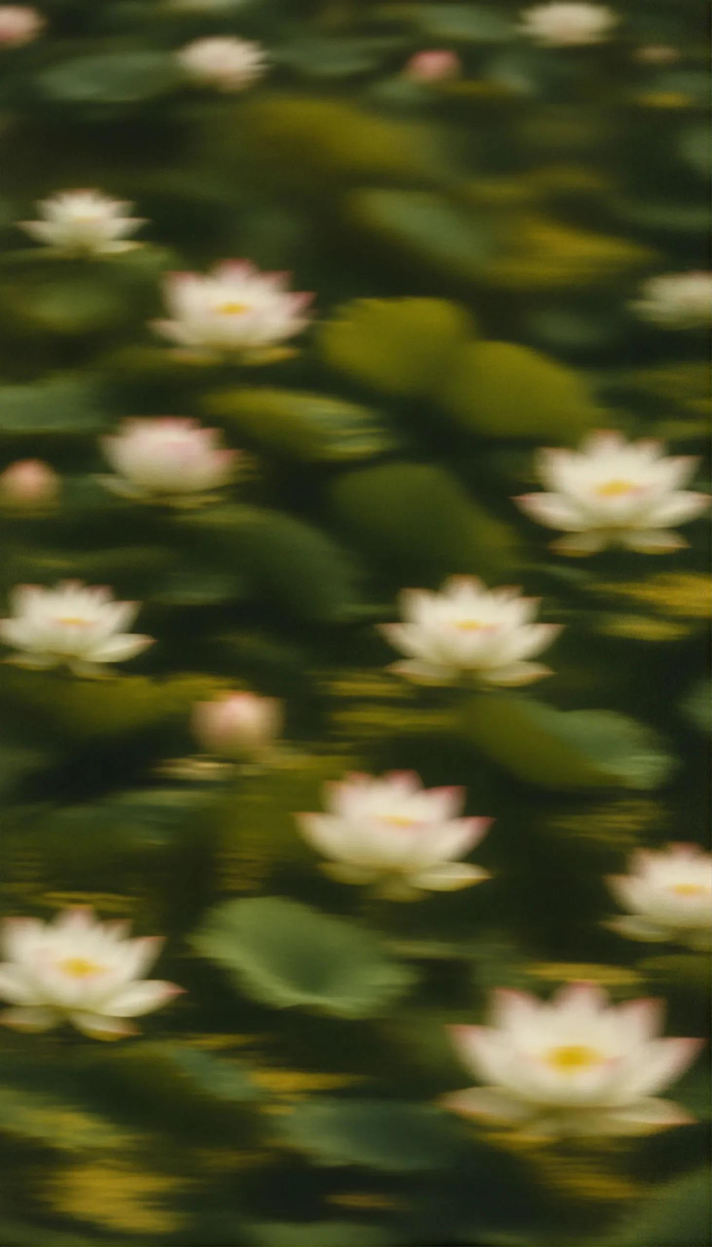 About Lotus Overlay