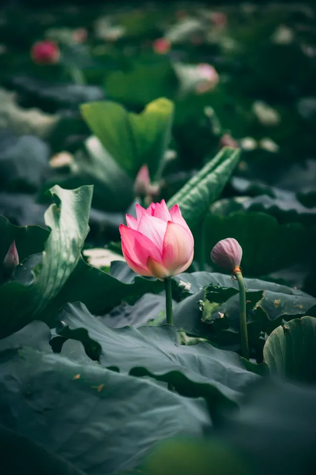 تصویر اطلاعات صندوق‌ها